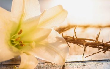 Easter Lily Image