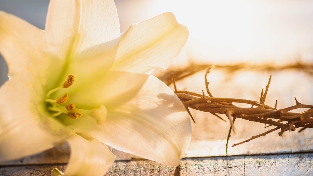 Easter Lily Image